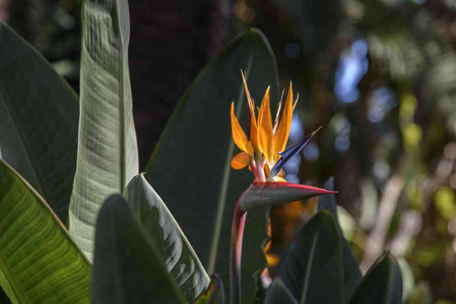 Flor del Paraiso - Elche - Alicante - Comunidad Valenciana - España 1 .jpg